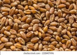 Wheat